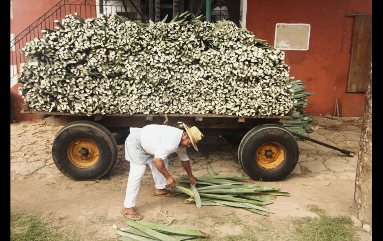 El esfuerzo humano detrás de la producción henequenera sigue siendo impresionante.