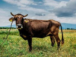 Más de 25 mil personas firmaron una petición en línea de clemencia para la vaca. 