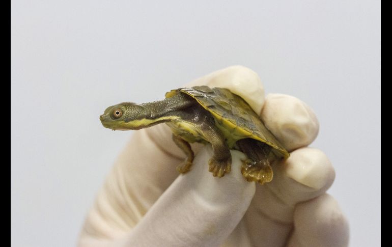 En el zoo Taronga de Sídney (Australia) ha comenzado un programa de reproducción de tortuga del género Myuchely después de que una nueva enfermedad acabó con el 90 por ciento de los ejemplares. EFE/ Taronga Conservation Society