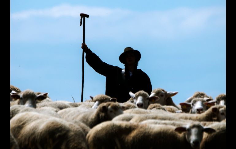 Un hombre lidera un rebaño durante una sesión de entrenamiento de pastoreo en Brachwitz, Alemania. AP/J. Meyer