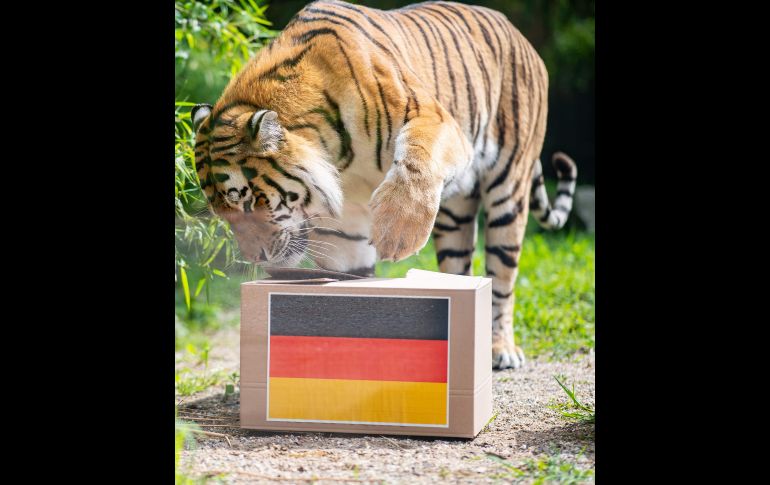 Zoológicos recurren a la tradición de los oráculos para predecir los resultados del Mundial de Rusia.  