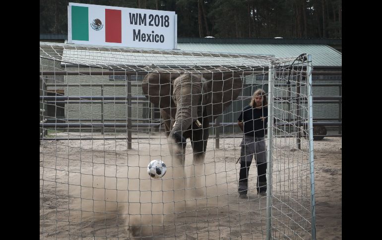 La elefanta africana de 8 años 