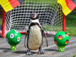 Fotogalería: Animales predicen resultado del México-Alemania
