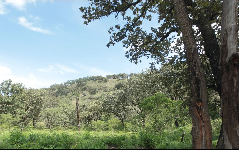 Del 30 de marzo de 2017 al 6 de junio de 2018, se ha liberado o reubicado a mil 053 ejemplares de vida silvestre. ARCHIVO / EL INFORMADOR