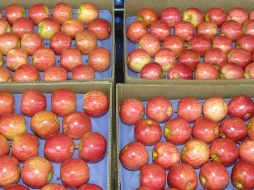 Las manzanas importadas de Washington serán de los productos más afectados por los aranceles mexicanos. EL INFORMADOR/Archivo