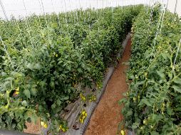 El invernadero produce más de cien kilogramos extra con la tecnología aplicada. NOTIMEX/Archivo