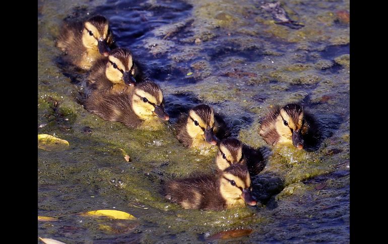Patos nadan en un río sucio de Podolsk, Rusia. AP/M. Probst