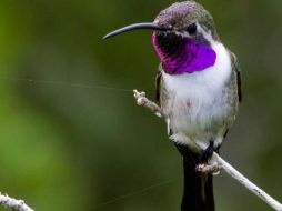 Cada vez es más común encontrar que el colibrí cola hendida use alambradas, cercas, postes, cables y hamaqueros, por lo que han encontrado en estas aves trozos de pintura seca. ESPECIAL / CONACYT