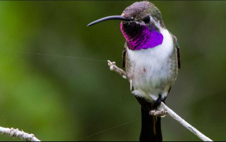 Cada vez es más común encontrar que el colibrí cola hendida use alambradas, cercas, postes, cables y hamaqueros, por lo que han encontrado en estas aves trozos de pintura seca. ESPECIAL / CONACYT