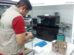 Los ejemplares fueron enviados a una organización pertinente donde se definirá su tipo de especie y cual será su área de distribución. TWITTER / @PROFEPA_Mx