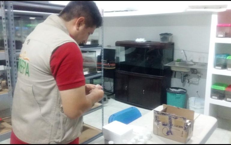 Los ejemplares fueron enviados a una organización pertinente donde se definirá su tipo de especie y cual será su área de distribución. TWITTER / @PROFEPA_Mx