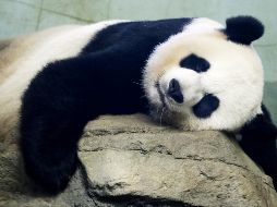 El animal será enviado al Centro de Conservación e Investigación para Osos Panda Gigantes. AP/ARCHIVO