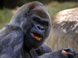 Tras haber nacido en el Zoológico de San Francisco, una doctora de la Universidad de Stanford comenzó a enseñarle el lenguaje de señas.EFE / ARCHIVO