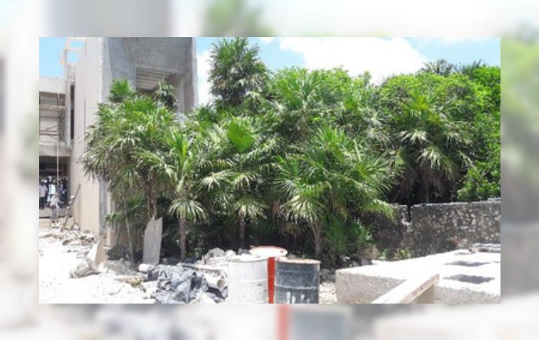 Se trata de casi siete mil metros cuadrados ubicados en cinco predios, donde se constataron evidencias de montículos con desechos de cortes de troncos. ESPECIAL/ Profepa