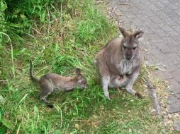 El incidente se produjo anoche cerca de la localidad de Zellhof, luego de que un conductor casi chocara con el marsupial. EFE/ARCHIVO