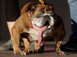 Fotogalería: Compiten por el título del perro más feo
