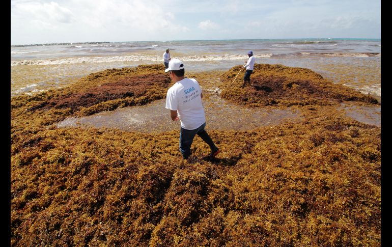 En los últimos seis días se han recolectado dos mil 279 metros cúbicos de sargazo en la entidad. EFE/ARCHIVO