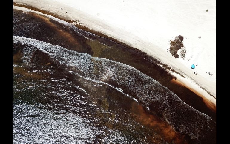 El sargazo es una macroalga marina y su llegada es un fenómeno natural recurrente. EFE/A. Cupul