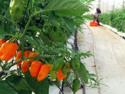  Actualmente, la compañía produce en una extensión de 11.5 hectáreas de chile habanero en el municipio de Hoctún. NTX/ ARCHIVO