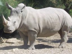 Los embriones actuales se presentan como una nueva esperanza para conseguir preservar la especie. ESPECIAL