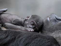 El Chicago Tribune informa que durante los próximos meses, Ali se aferrará a su madre amtes de aventurarse más. AP / J. Schulz