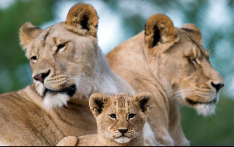 Aseguran que los cazadores habrían sido sorprendidos y no tuvieron demasiado tiempo para reaccionar. AP / ARCHIVO