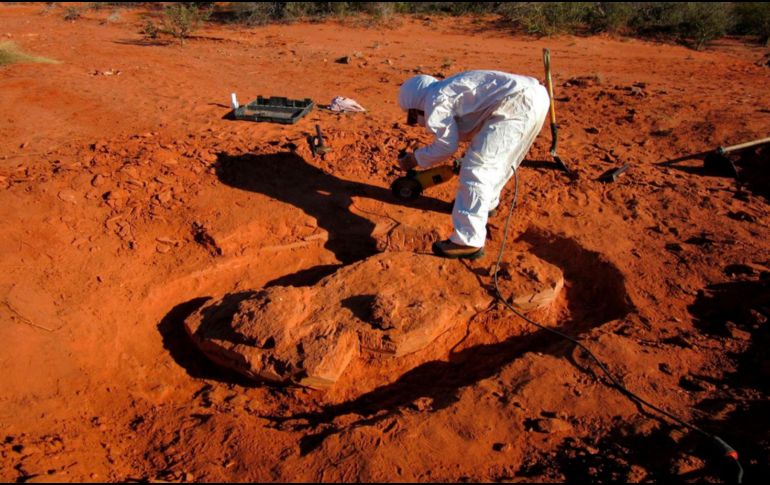 El hallazgo fue publicado en la revista especializada Nature Ecology & Evolution. AFP / Agencia CTyS