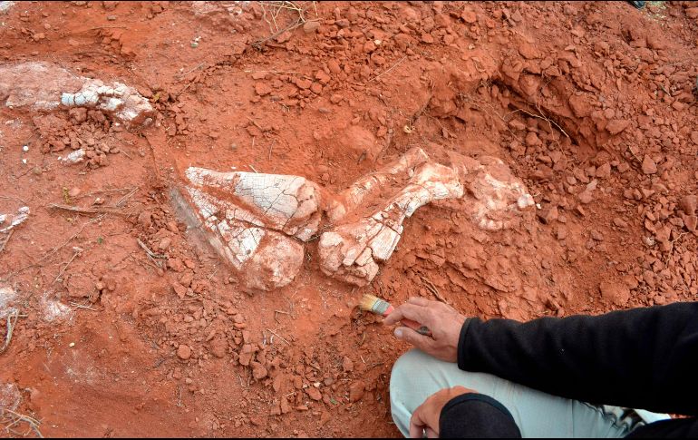 El hallazgo fue publicado en la revista especializada Nature Ecology & Evolution. AFP / Agencia CTyS