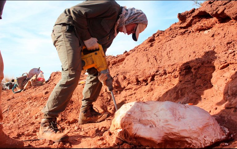 El hallazgo fue publicado en la revista especializada Nature Ecology & Evolution. AFP / Agencia CTyS