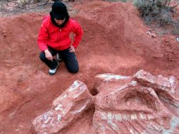 El hallazgo fue publicado en la revista especializada Nature Ecology & Evolution. AFP / Agencia CTyS