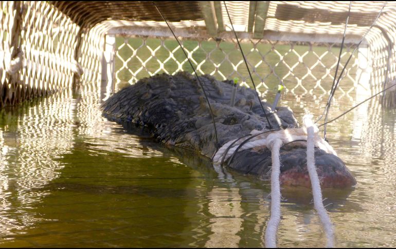 El reptil cayó en esta trampa. AP/Departamento de Parques y Vida Salvaje del Territorio Norte