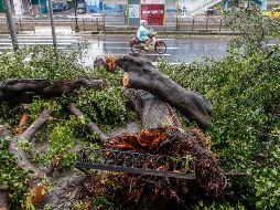 Transeúntes caminan junto a un árbol caído después del paso del tifón 