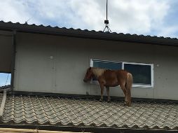 Yegua que se salvó al subir a un tejado conmueve a Japón