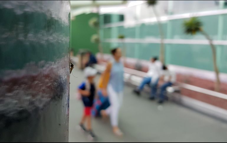 Los mosquitos que proliferan en el aeropuerto son del tipo Cúlex y no transmiten enfermedades como dengue, zika o chikungunya. EL INFORMADOR /A. Camacho