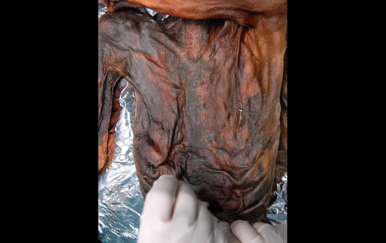 El nuevo estudio fue posible gracias a que el material del estómago estaba muy bien preservado.