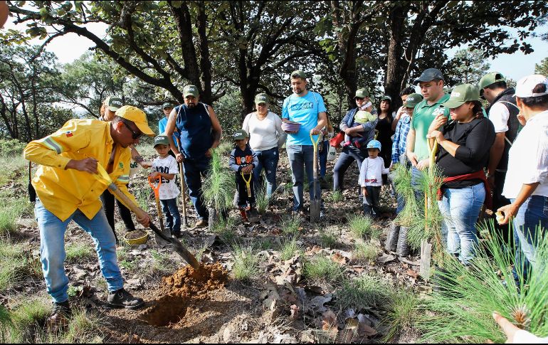 Esta es la primera reforestación en que Laboratorios PiSA participa y planean llevar a cabo más en el futuro.  EL INFORMADOR / G. Gallo