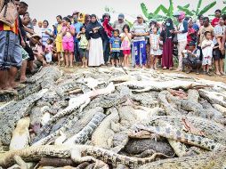 Vecinos observan los cocodrilos muertos en una granja de cría en el barrio Klamalu de la ciudad de Sorong, en una imagen del 14 de julio. EFE