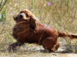  El festejo, que se realiza desde 2012, busca agradecer los momentos de compañía que regalan estos peludos integrantes de la familia. NTX/ A. Monroy