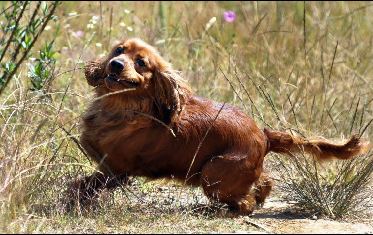  El festejo, que se realiza desde 2012, busca agradecer los momentos de compañía que regalan estos peludos integrantes de la familia. NTX/ A. Monroy
