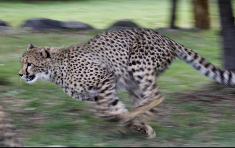 Los investigadores analizaron registros de 987 poblaciones de 481 especies en todo el mundo. EFE/Archivo