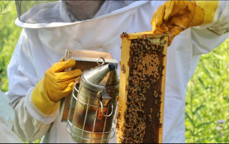 Los científicos deciden acudir a un colmenar de la universidad para tomar pruebas en pipeta y extraer jalea real de cada celda del panal. ESPECIAL / westcampus.yale.edu