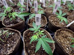 El cannabis, que estaba clasificado como una droga sin valor terapéutico, ahora cambiará de categoría. AP/ S. Senne
