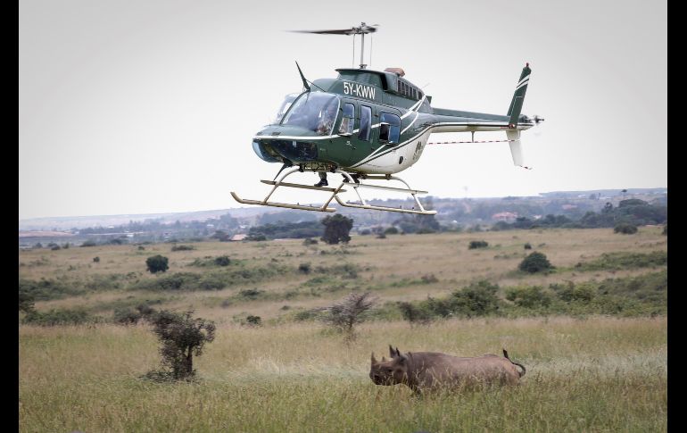 Un francotirador del Servicio de Conservación de la Fauna de Kenia (KWS) dispara dardos tranquilizantes durante unas maniobras de traslado en Nairobi, el pasado 26 de junio. EFE/ARCHIVO
