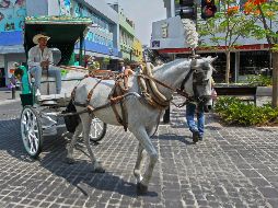 Una de las agendas prioritarias es garantizar la protección animal con políticas públicas para el bienestar general de la sociedad tapatía. EL INFORMADOR / ARCHIVO
