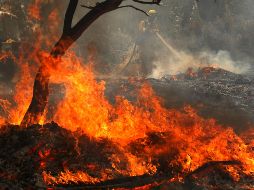 El fuego ha arrasado hasta la fecha alrededor de 32 mil 700 hectáreas. AFP / J. Sullivan