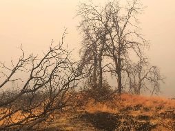La ola de calor, el ambiente seco y los vientos han favorecido la propagación de las llamas. AFP / G. Marletta