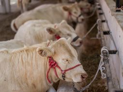 Los principales hatos ganaderos que se encuentran en cuarentena pertenecen a la región 