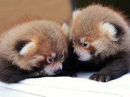 Los cachorros nacieron de la pareja de pandas rojos del zoológico, Tabei y Ketu, la madre y padre respectivamente. AP