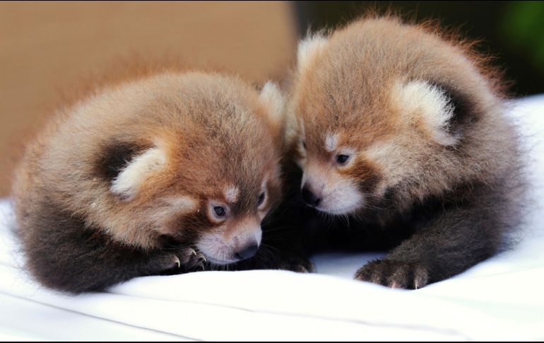 Los cachorros nacieron de la pareja de pandas rojos del zoológico, Tabei y Ketu, la madre y padre respectivamente. AP