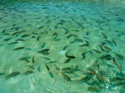 La tilapia es la principal especie de pez cultivada en Jalisco. ESPECIAL / Sagarpa